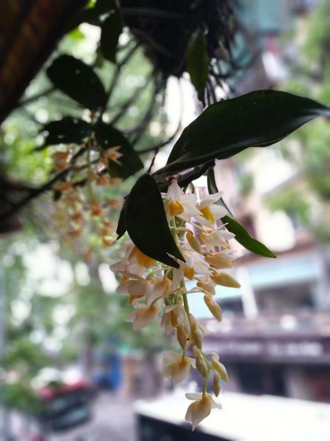 Hanoi Balcony Homestay Εξωτερικό φωτογραφία