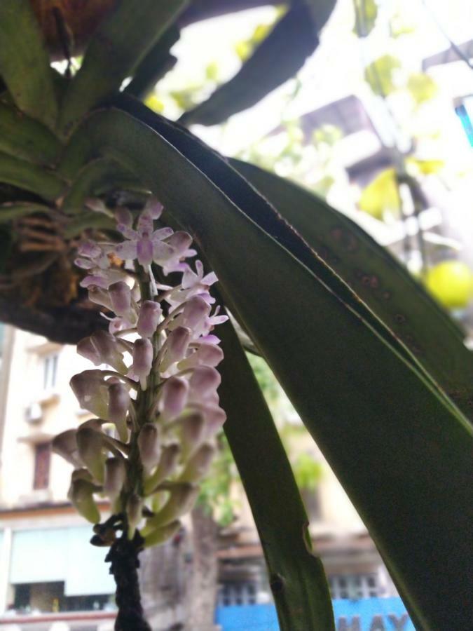 Hanoi Balcony Homestay Εξωτερικό φωτογραφία